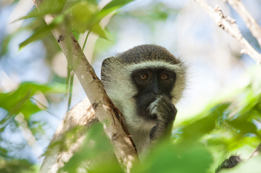 Nkwichi Lodge Lake Malawi East Mozambique36