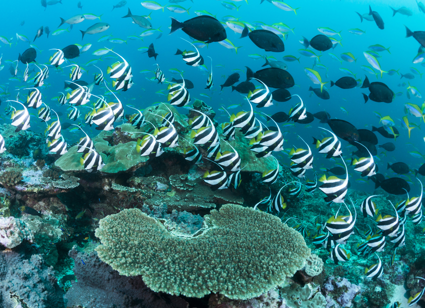 Machangulo Beach Lodge Nampula Mozambique45