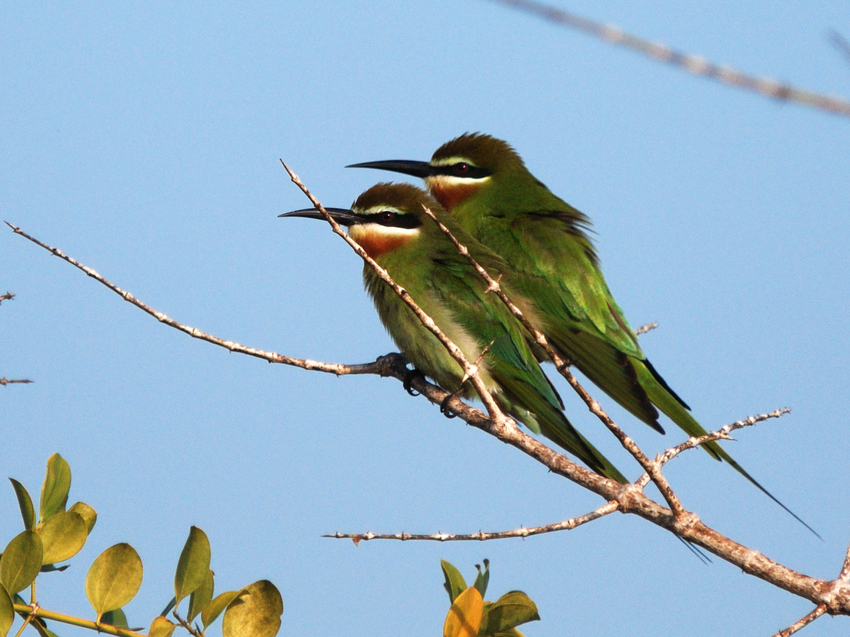 Ibo Island Lodge Cabo Delgado Mozambique75