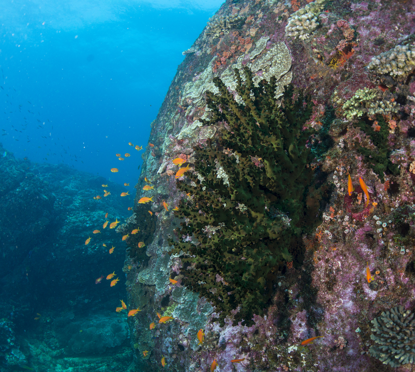 Machangulo Beach Lodge Nampula Mozambique51