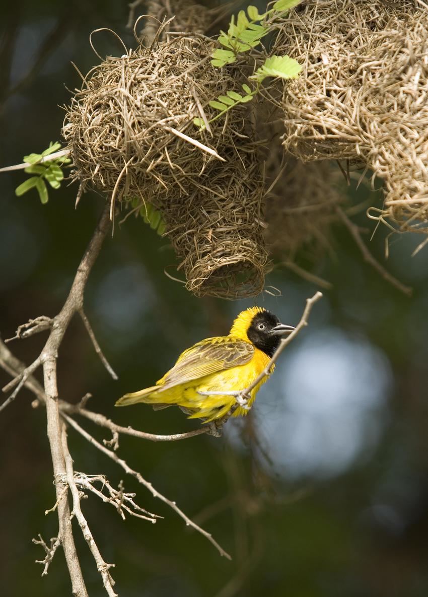 Ibo Island Lodge Cabo Delgado Mozambique135jpg