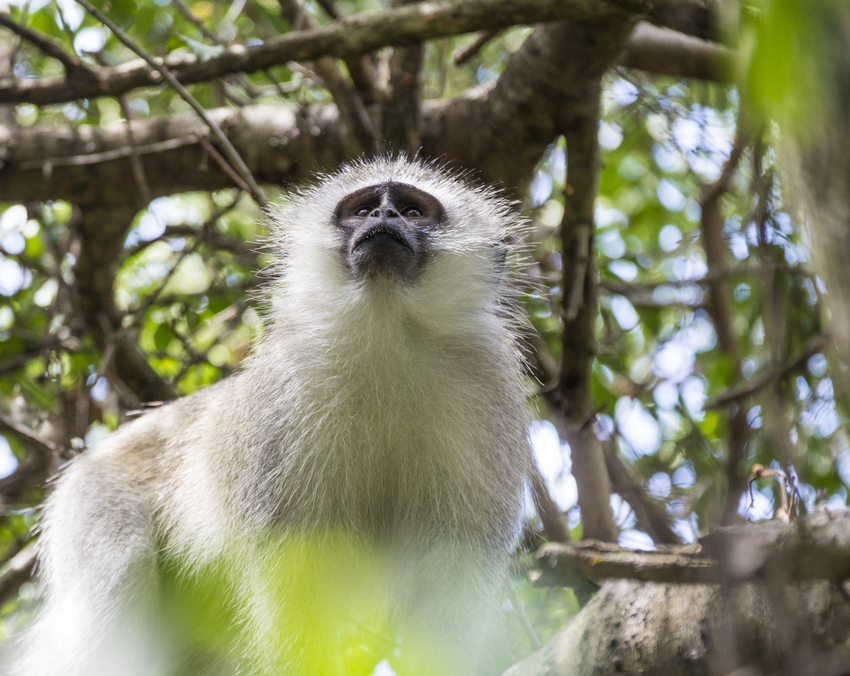 Machangulo Beach Lodge Nampula Mozambique73