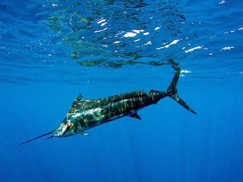 Azura Quilalea Cabo Delgado Mozambique52