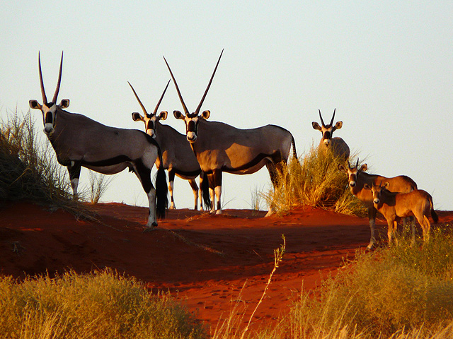 Tok Tokkie Trails Sossusvlei Namibia1