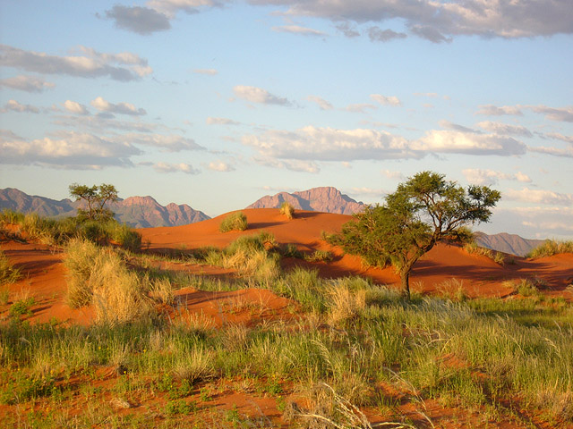 Tok Tokkie Trails Sossusvlei Namibia3