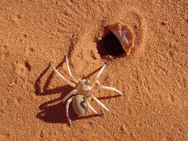 Tok Tokkie Trails Sossusvlei Namibia9