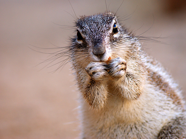 Tok Tokkie Trails Sossusvlei Namibia10