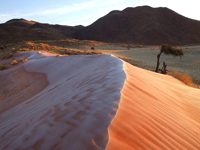 Tok Tokkie Trails Sossusvlei Namibia11