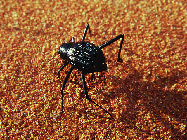 Tok Tokkie Trails Sossusvlei Namibia13