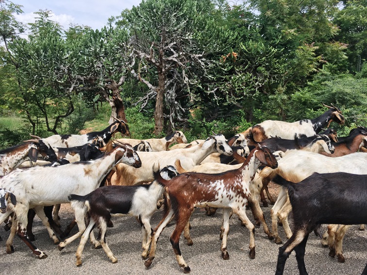 Dindigul Tamil Nadu South India 1