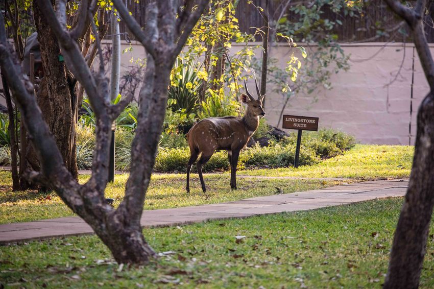 The River Club Victoria Falls Zambia28