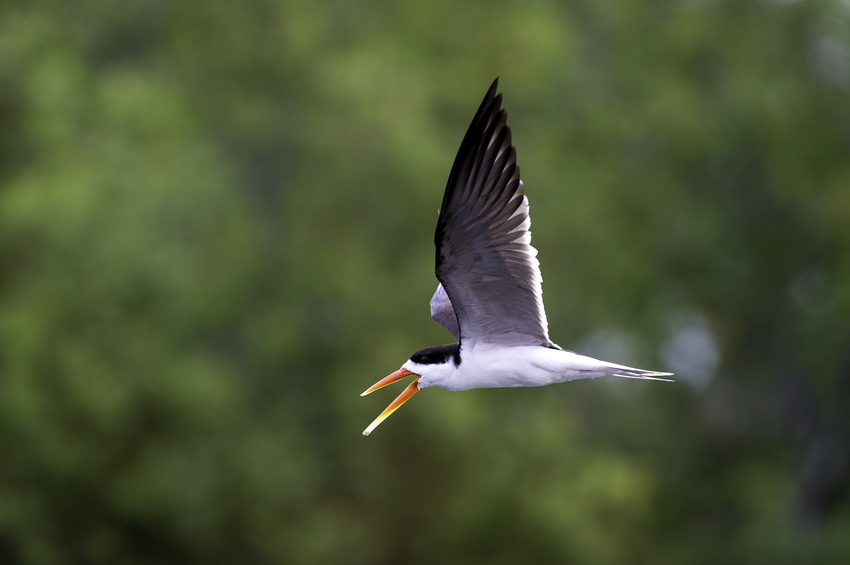 Toka Leya Victoria Falls Zambia16