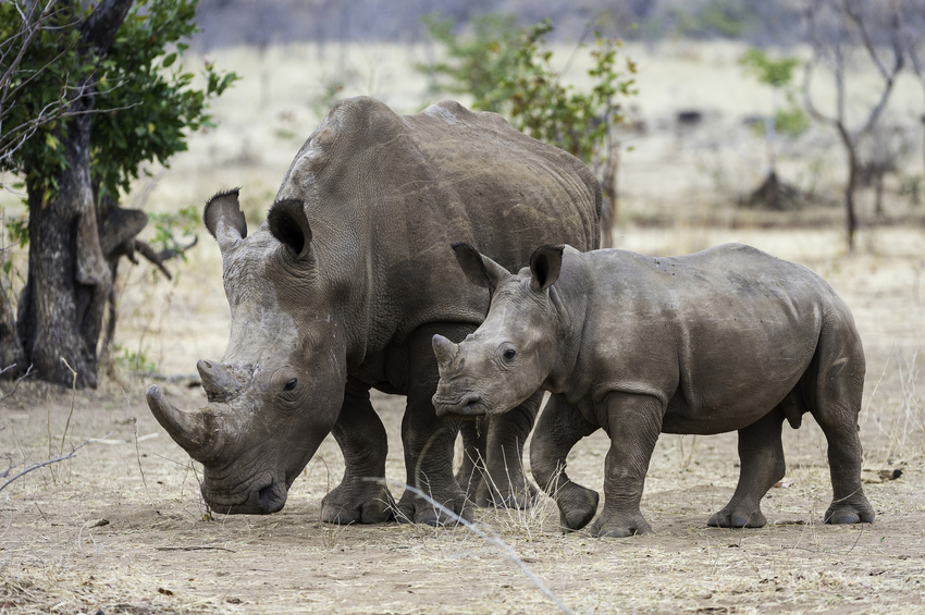 Toka Leya Victoria Falls Zambia18