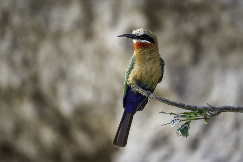 Toka Leya Victoria Falls Zambia20