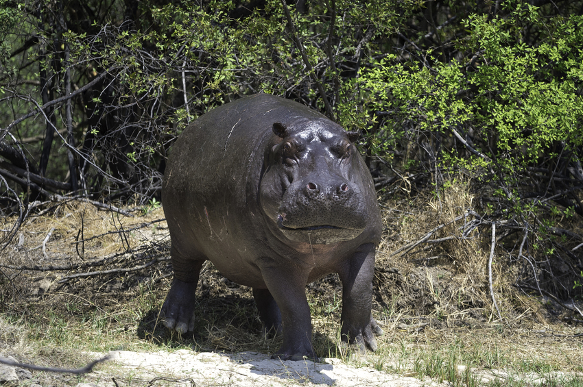 Toka Leya Victoria Falls Zambia21
