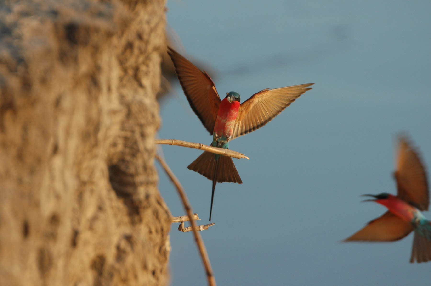 Zambia Stanley Safari Lodge Victoria Falls Carminebeeeater