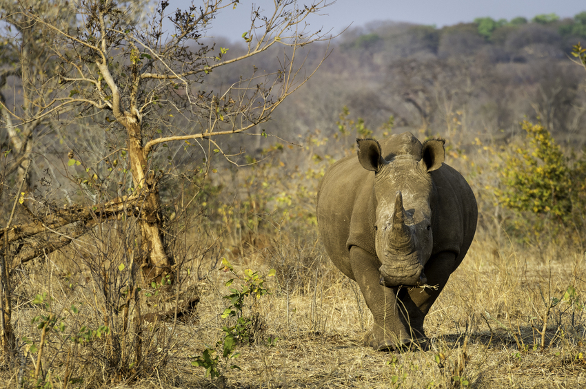 Toka Leya Victoria Falls Zambia24