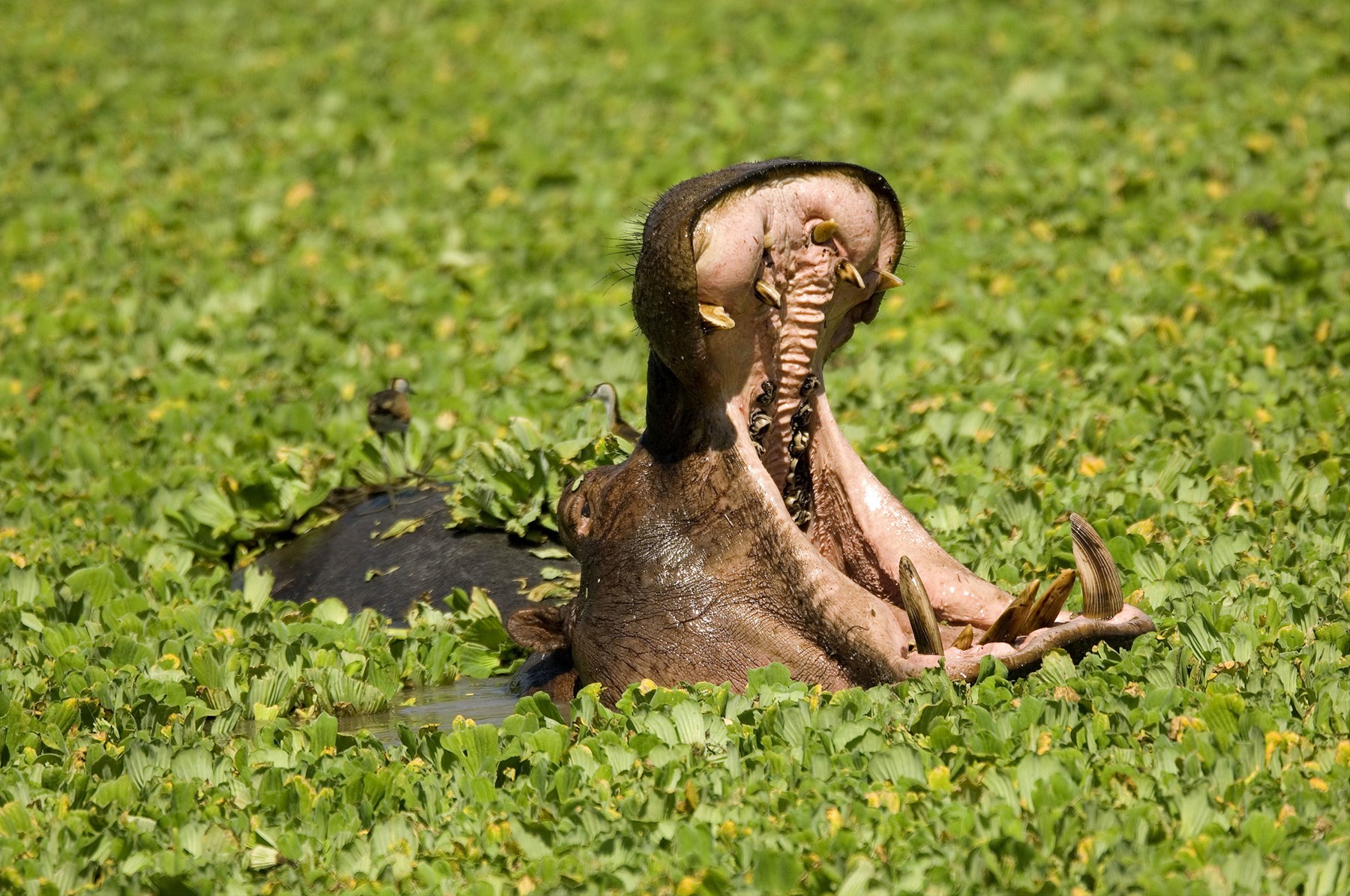 Zambia Stanley Safari Lodge Victoria Falls Hippoyawning