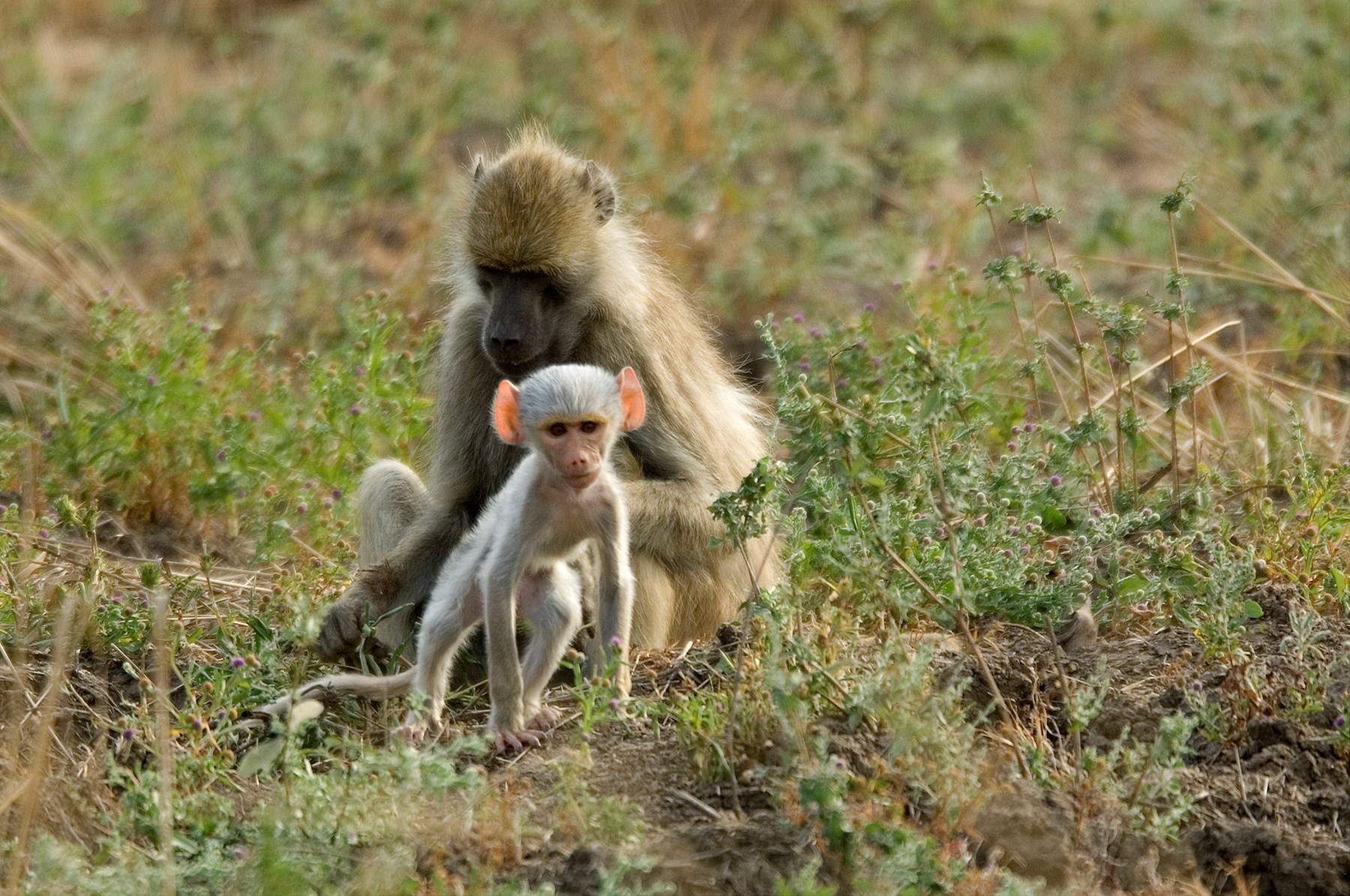 Zambia Stanley Safari Lodge Victoria Falls Rps07 089