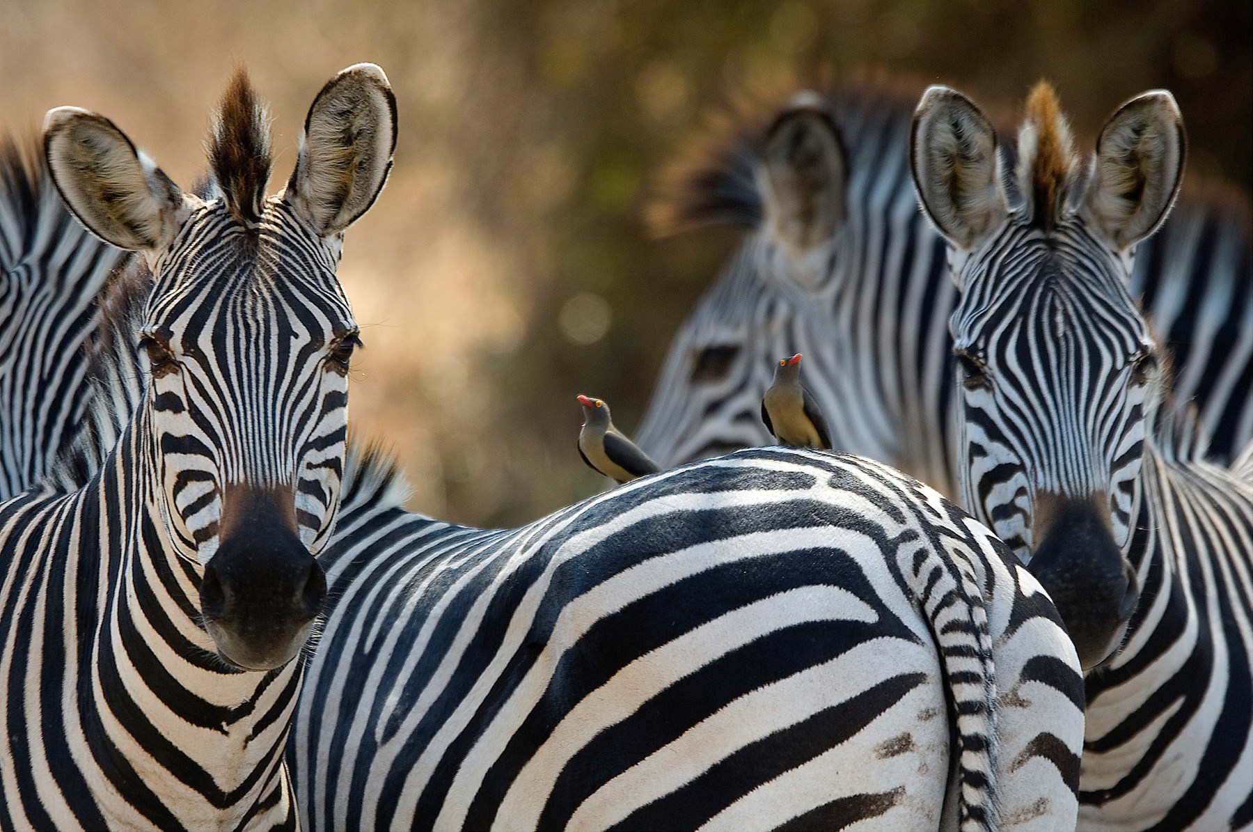 Zambia Stanley Safari Lodge Victoria Falls Rps07 101