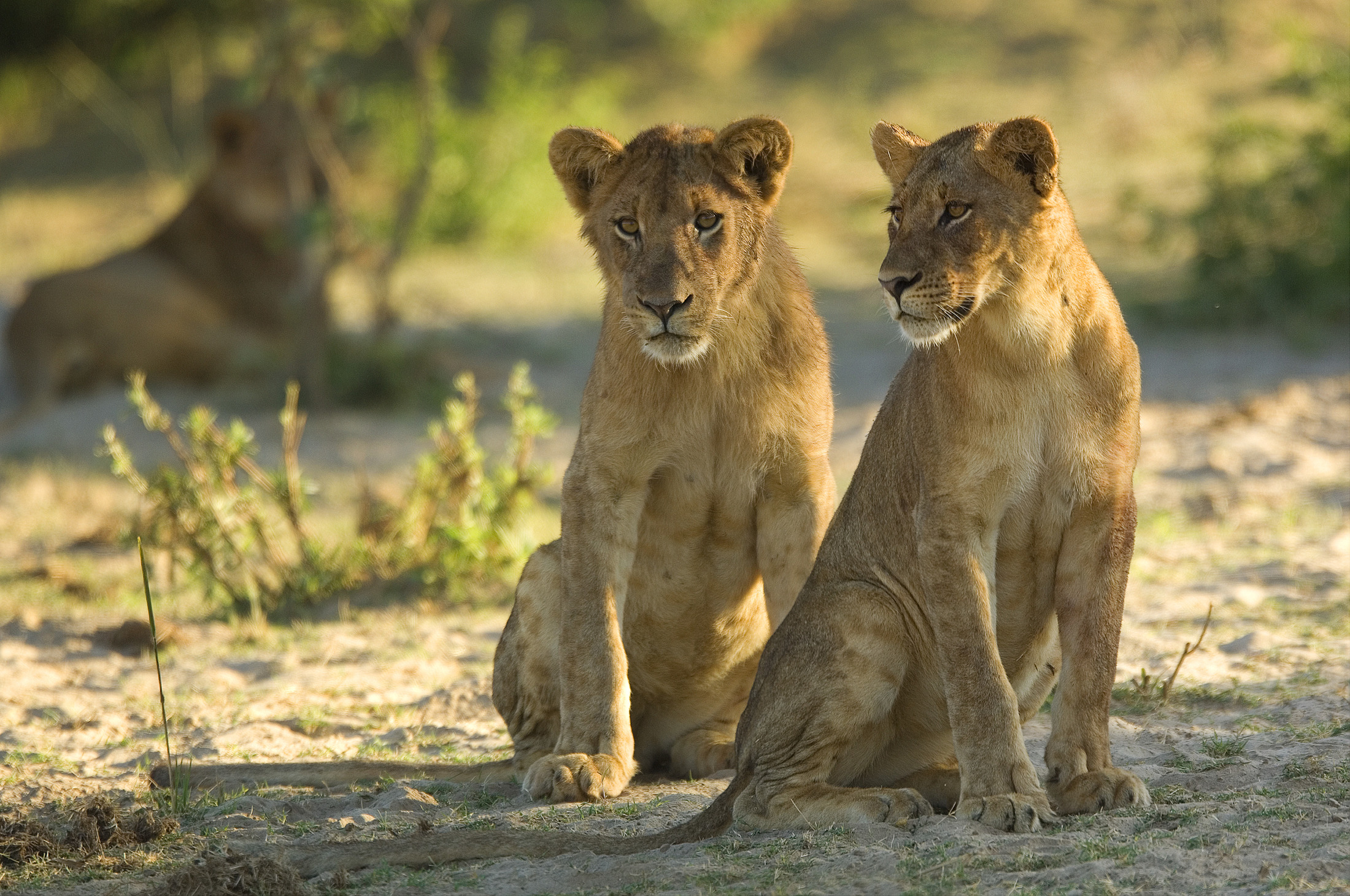 Zambia Stanley Safari Lodge Victoria Falls Rps07 118