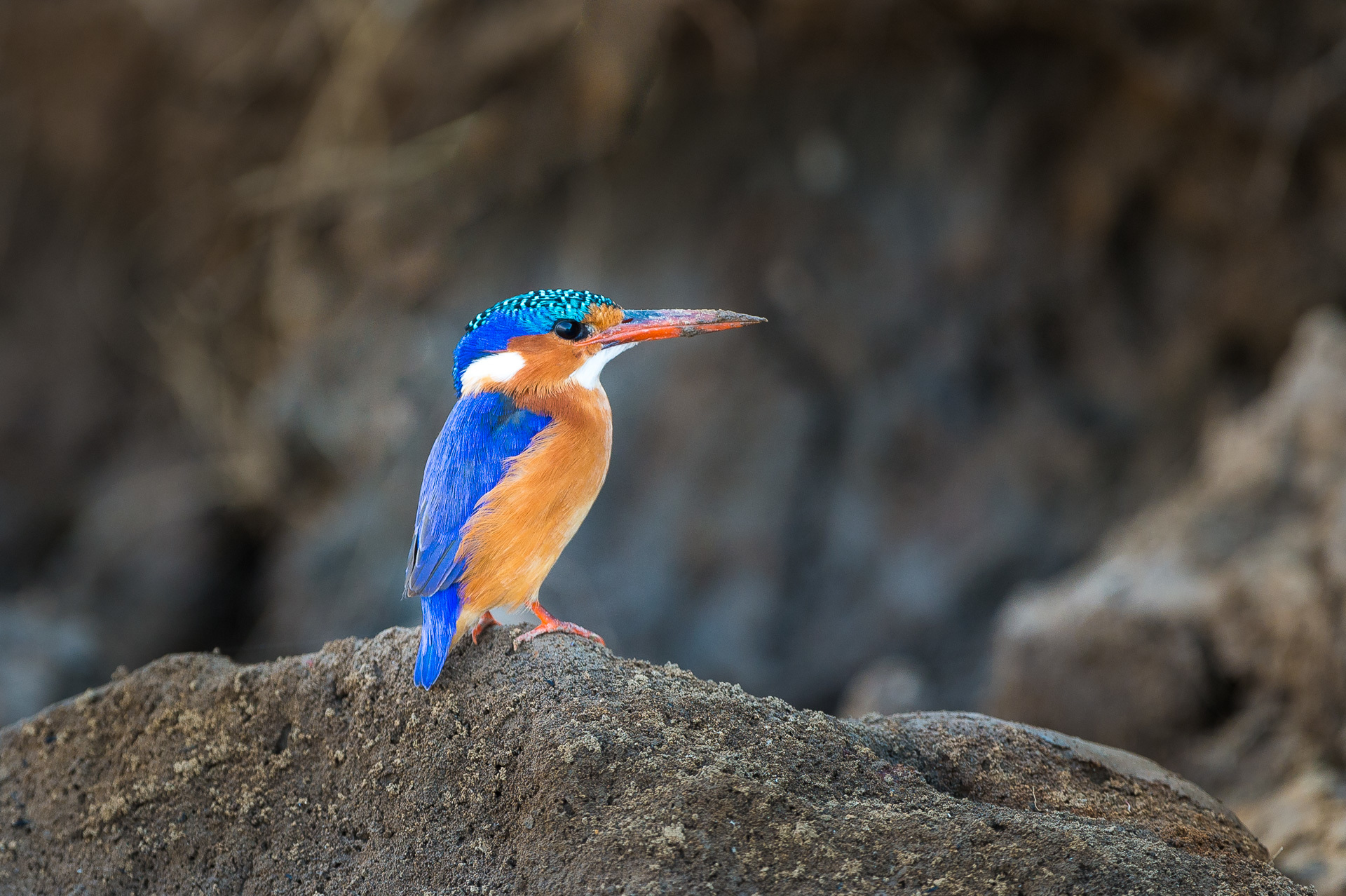 Zambia Stanley Safari Lodge Victoria Falls S Luangwa 2014 07 114E