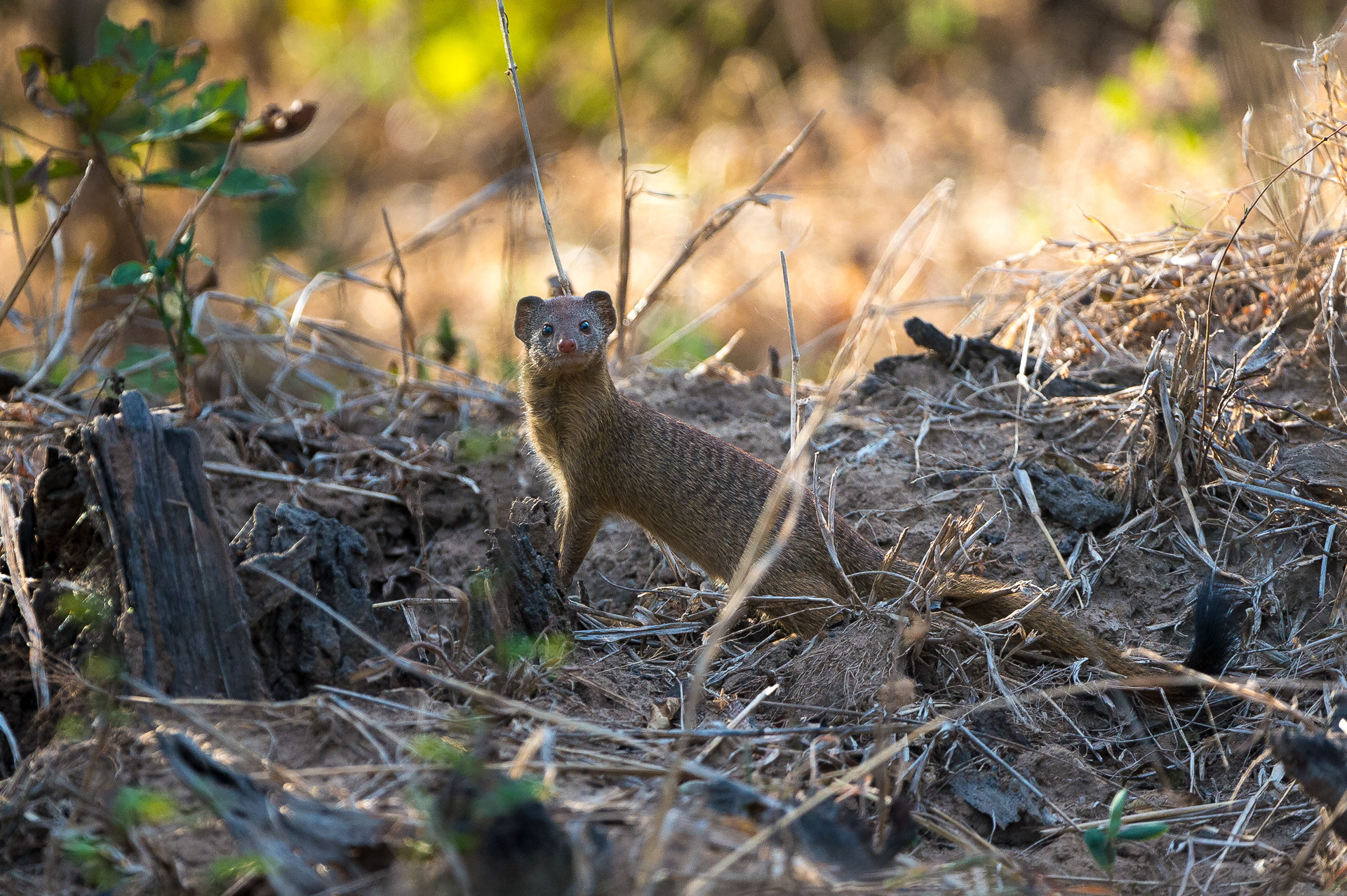 Zambia Stanley Safari Lodge Victoria Falls S Luangwa 2014 07 121E