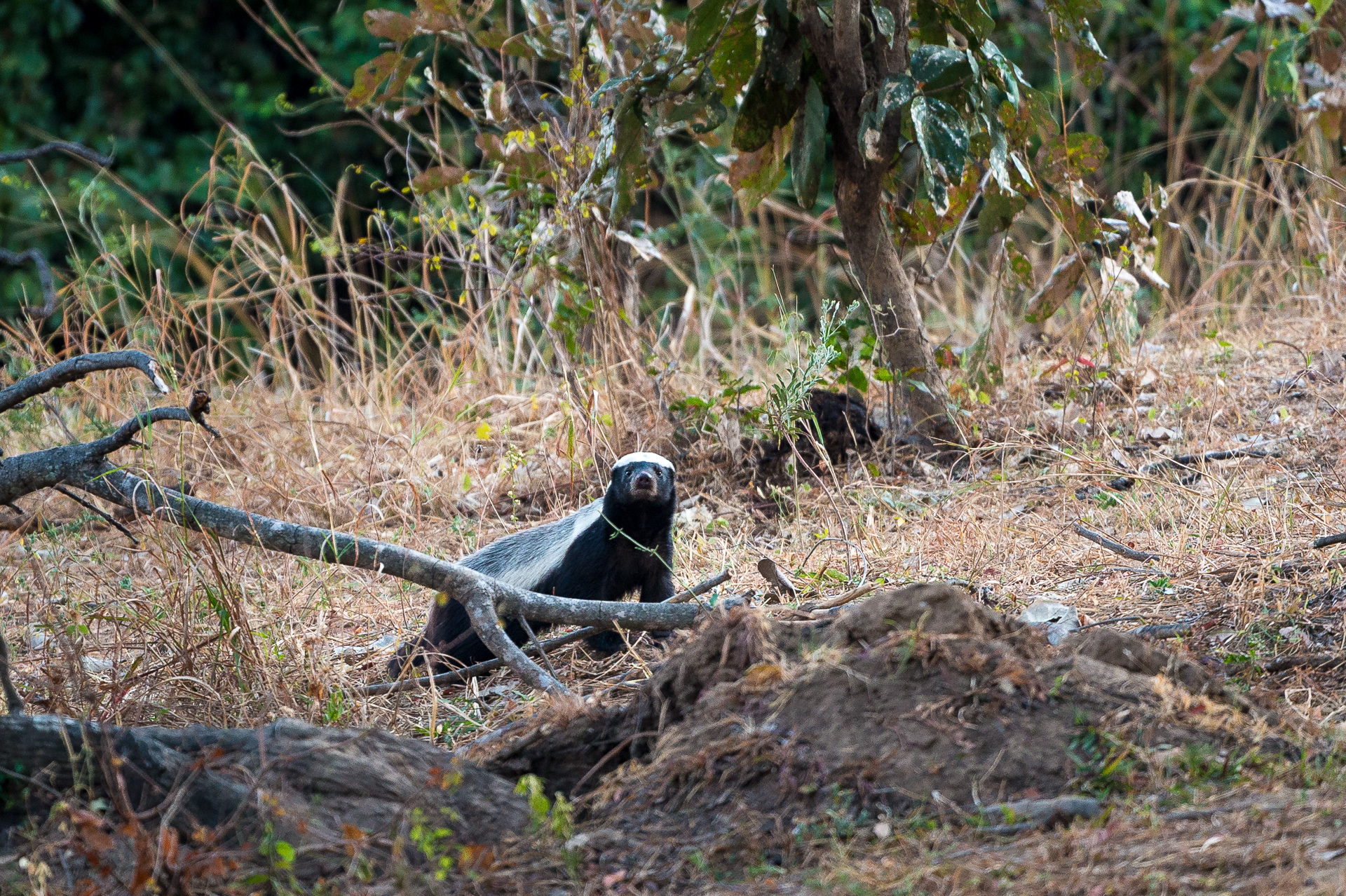 Zambia Stanley Safari Lodge Victoria Falls S Luangwa 2014 07 126E
