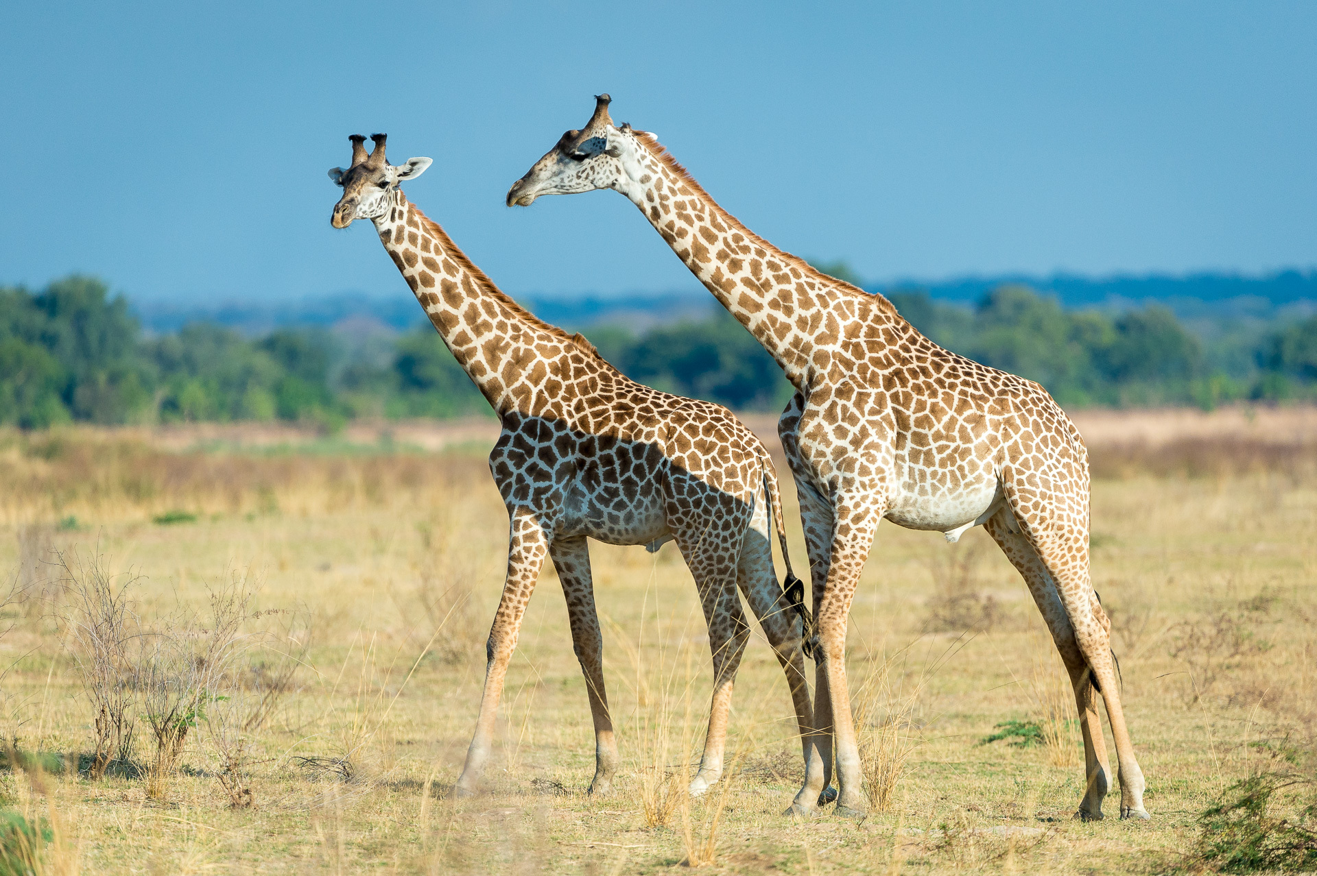 Zambia Stanley Safari Lodge Victoria Falls S Luangwa 2014 07 133E