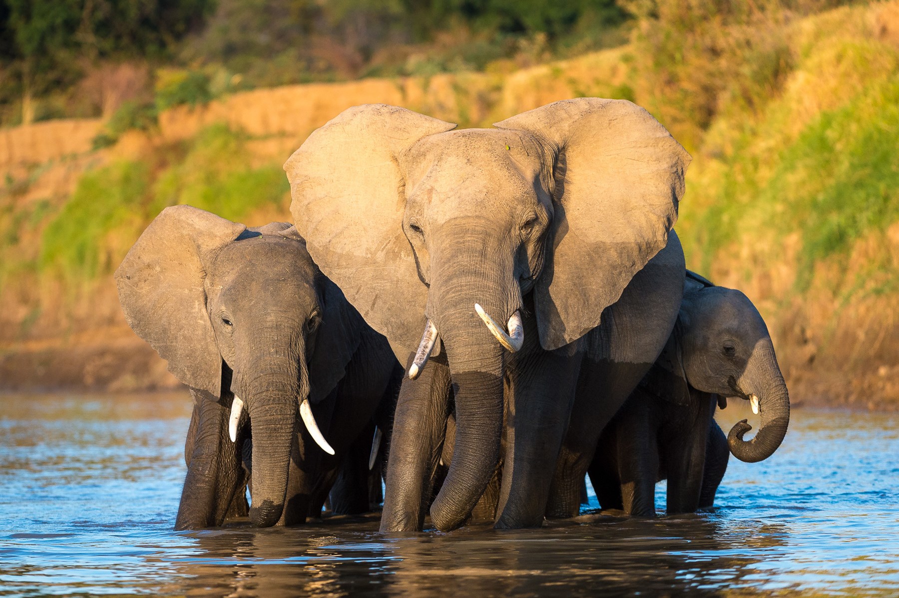 Zambia Stanley Safari Lodge Victoria Falls S Luangwa 2014 07 145E