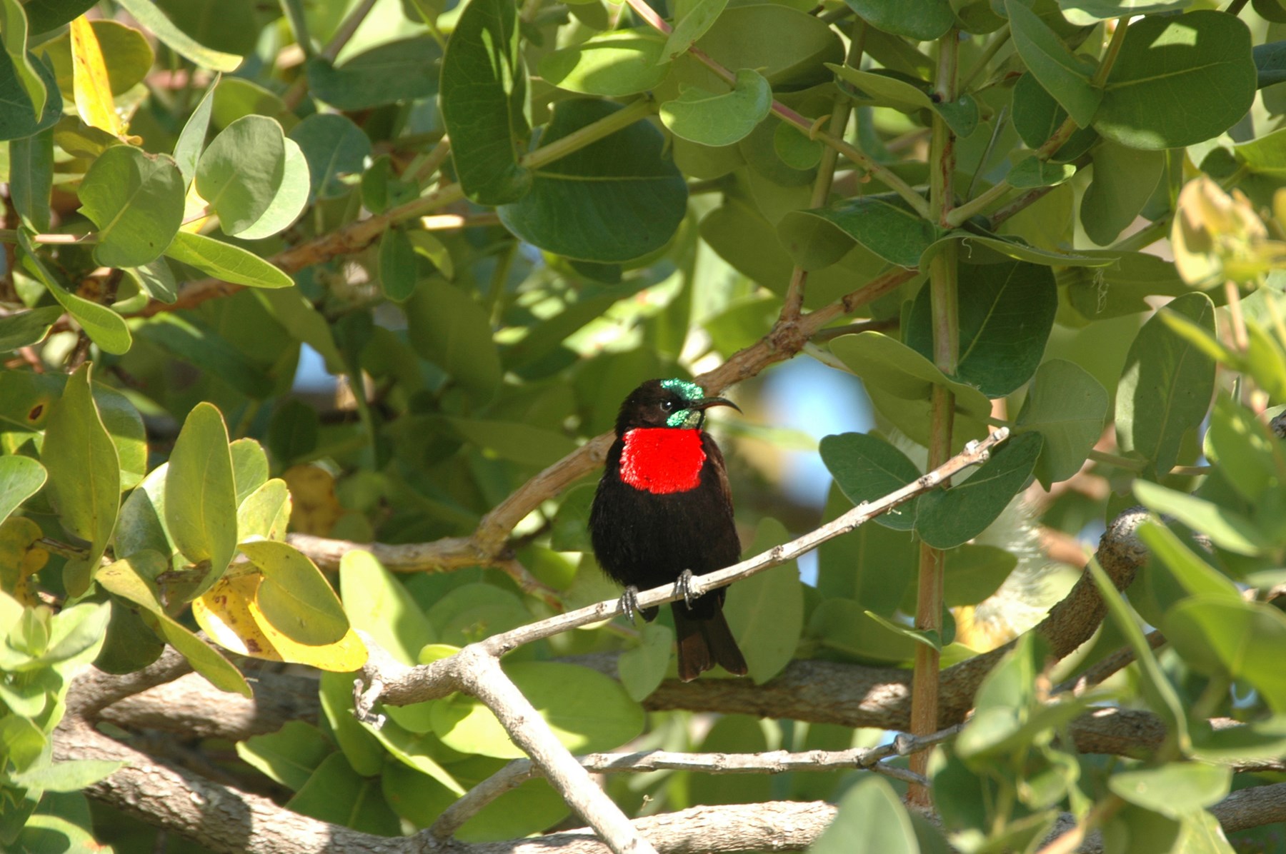 Zambia Stanley Safari Lodge Victoria Falls Scarletchestedsunbird