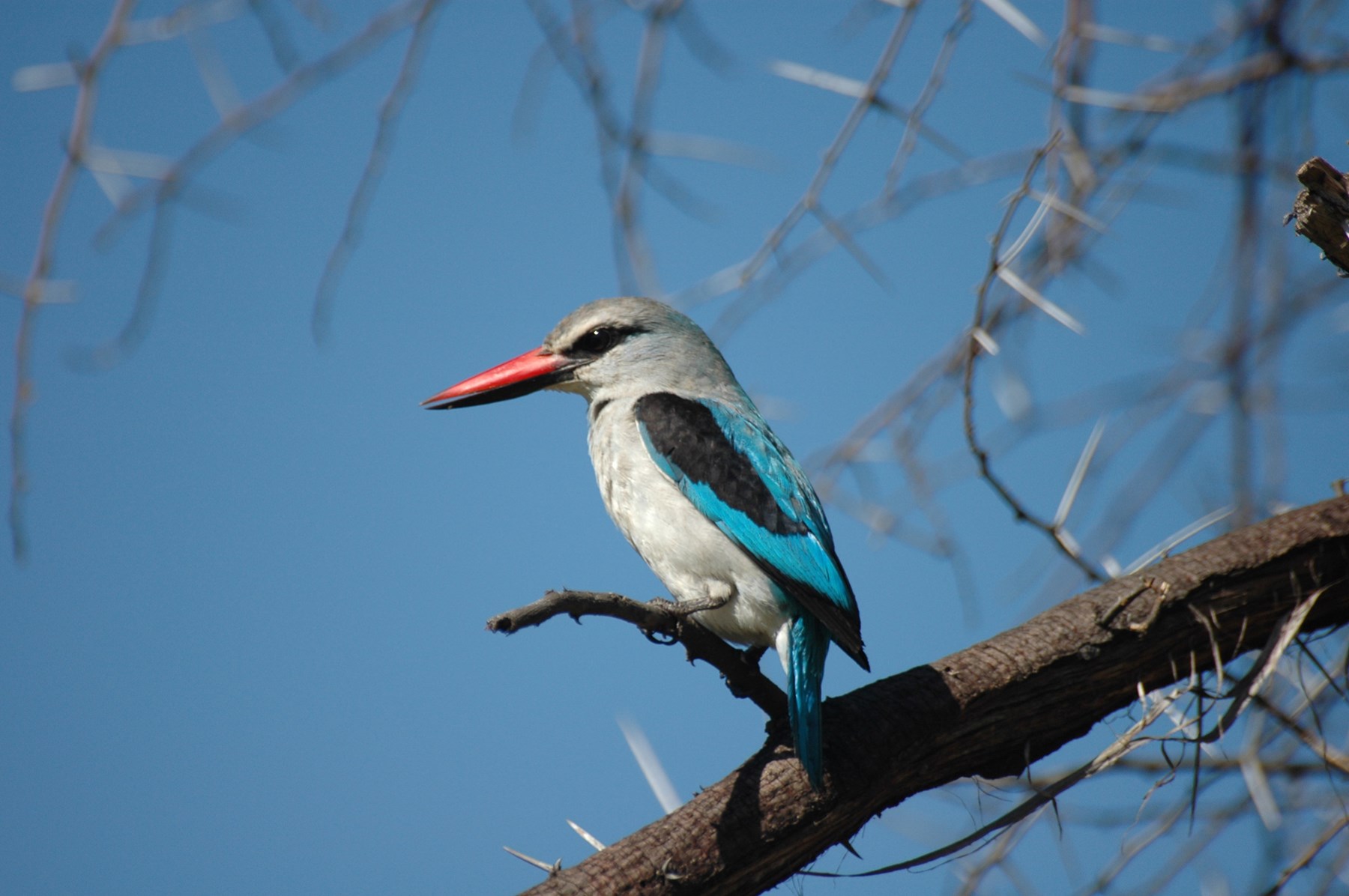Zambia Stanley Safari Lodge Victoria Falls Woolandkingfisher