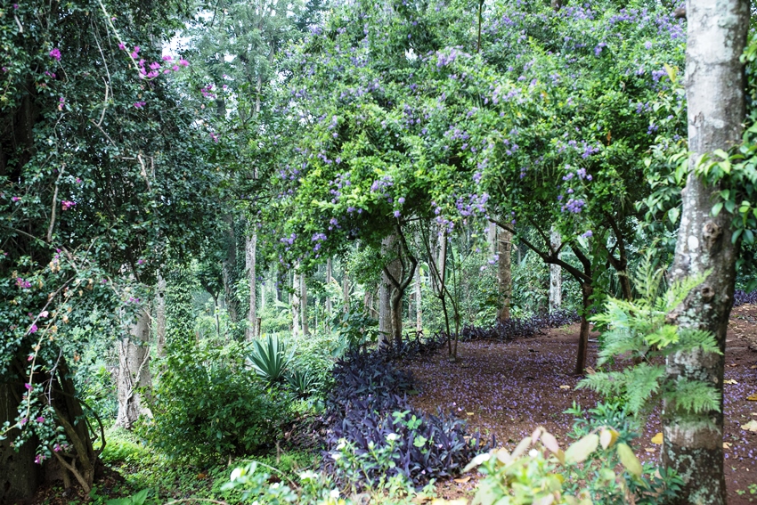 Rajakkad Estate Dindigul Tamil Nadu 4