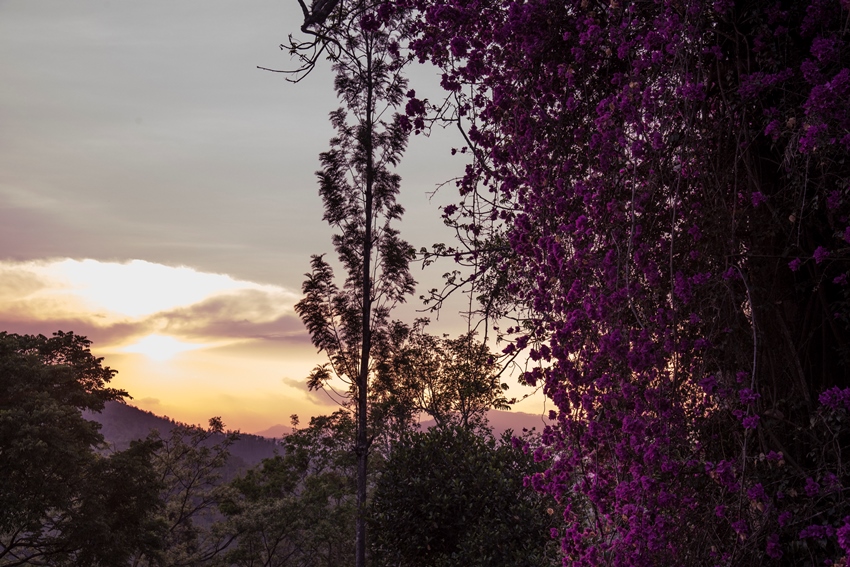 Rajakkad Estate Dindigul Tamil Nadu 12