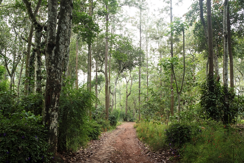 Rajakkad Estate Dindigul Tamil Nadu 13