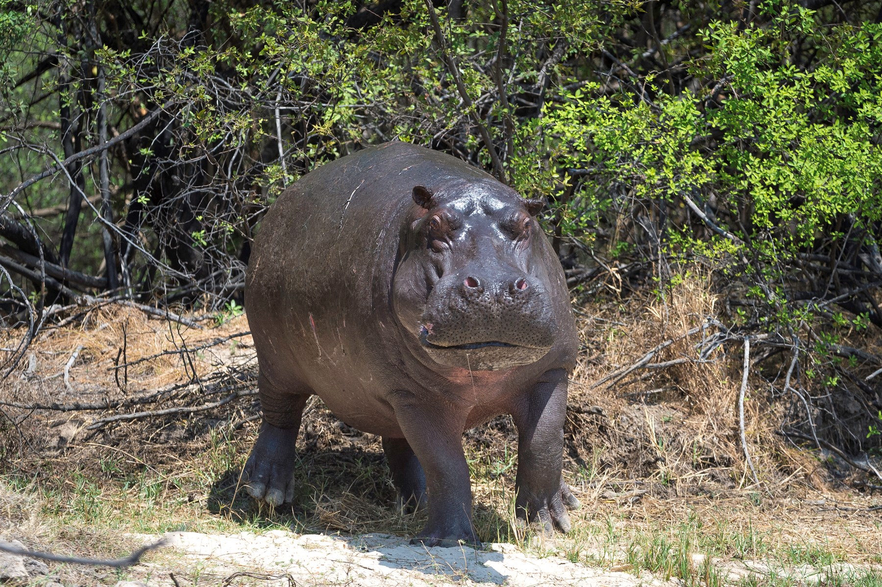 Zambia Toka Leya Victoria Falls Toka Leya 2015 09 159