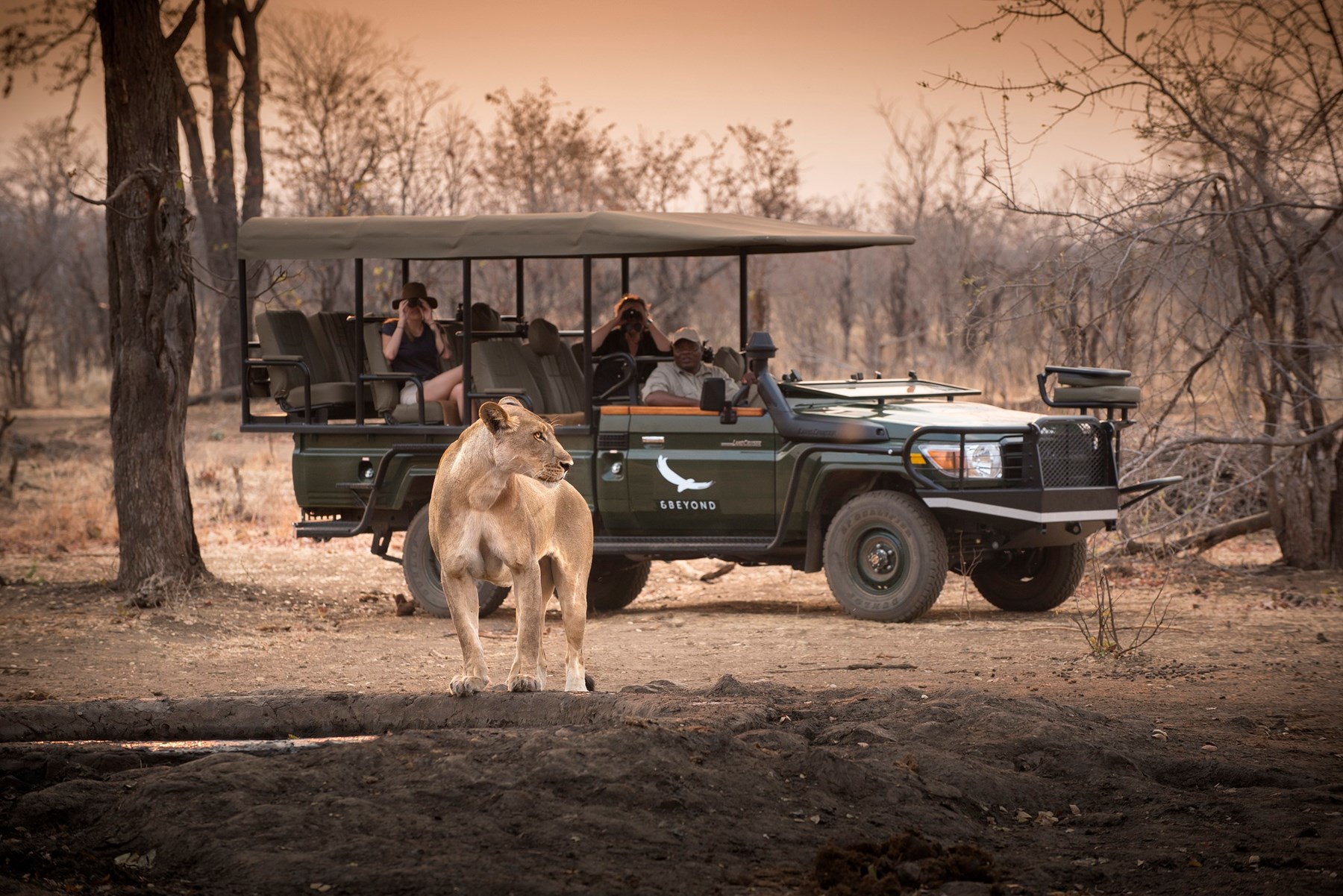 Zimbabwe Matetsi River Lodge Victoria Falls Matetsi Game Drive Lion 11