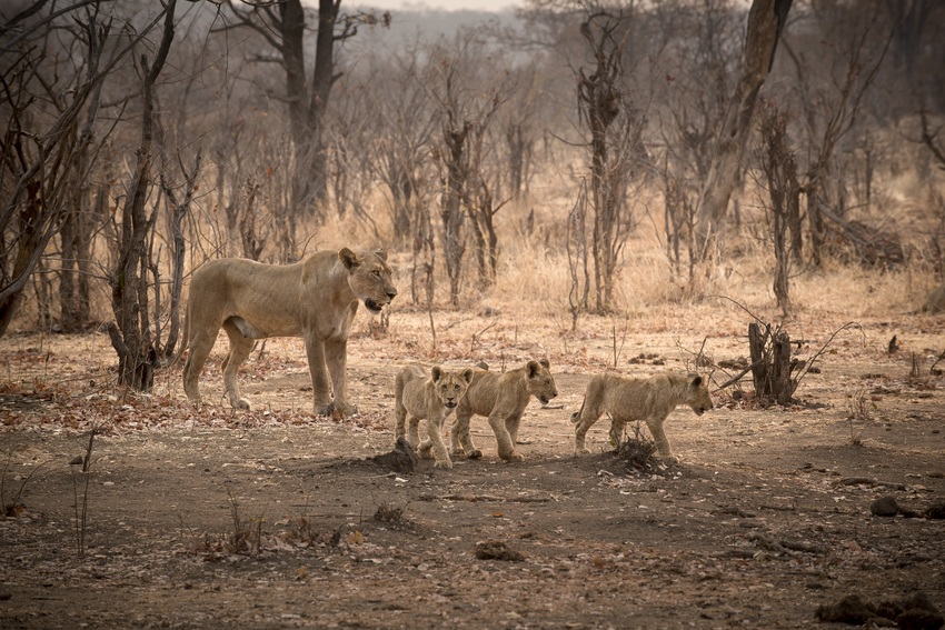 Matetsi River Lodge Victoria Falls Zimbabwe13