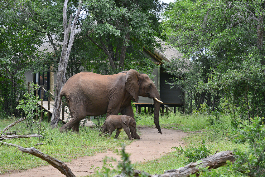 Victoria Falls River Lodge Victoria Falls Zimbabwe12