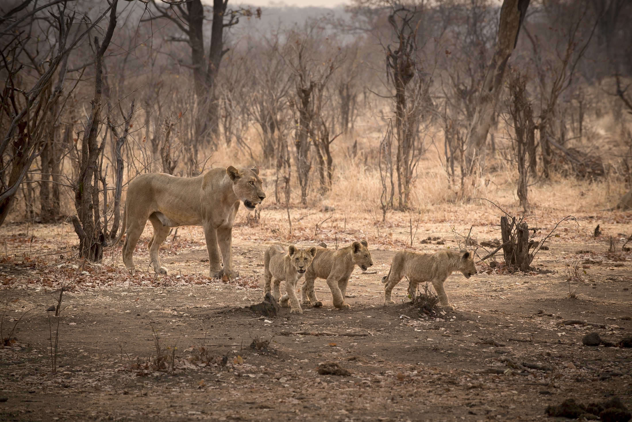 Zimbabwe Matetsi Game Drive Lion 31