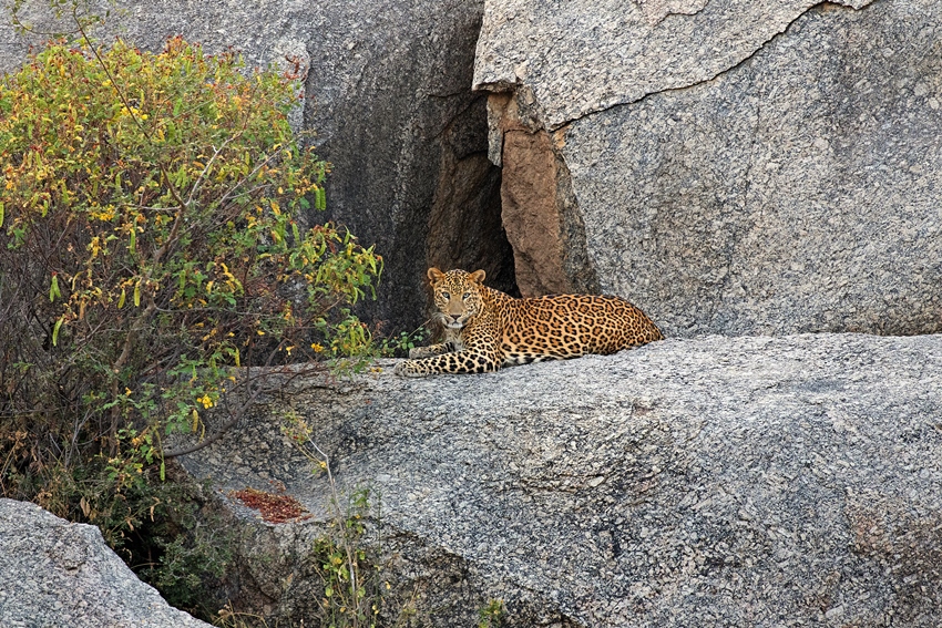 SUJAN JAWAI, Rajasthan, North India (13).jpg