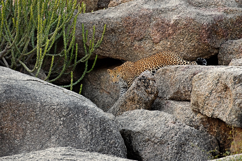 SUJAN JAWAI, Rajasthan, North India (14).jpg