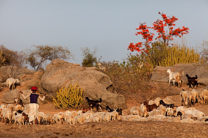 Jawai Bandh, Rajasthan, North India (4).jpg