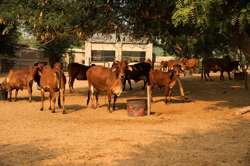 Ranthambore, Rajasthan, North India (2).jpg