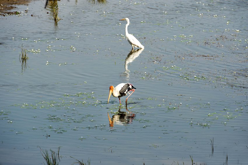Ranthambore, Rajasthan, North India (4).jpg