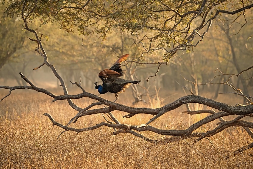 Ranthambore, Rajasthan, North India (5).jpg