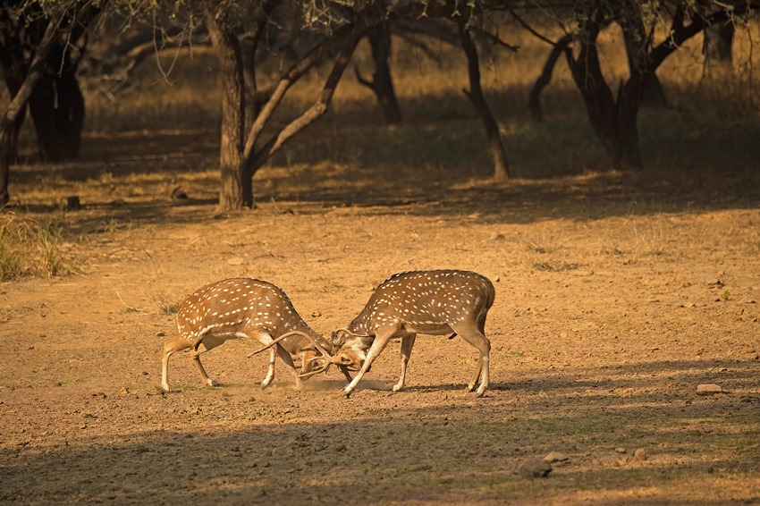 Ranthambore, Rajasthan, North India (6).jpg