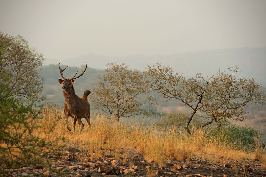 Ranthambore, Rajasthan, North India (8).jpg