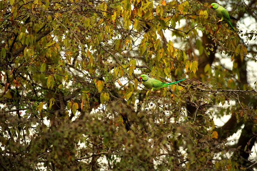Ranthambore, Rajasthan, North India (9).jpg