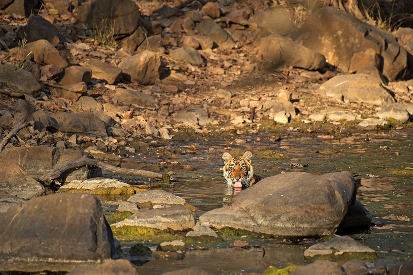 Ranthambore, Rajasthan, North India (13).jpg